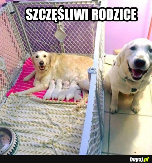 SŁODKIE PIESEŁY