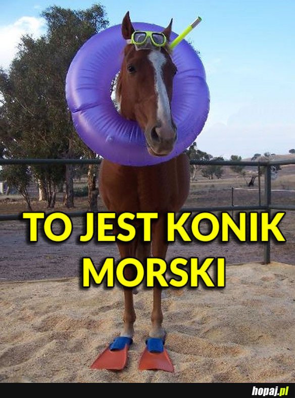 KONIK MORSKI