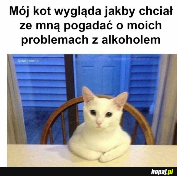KITKU SIĘ MARTWI