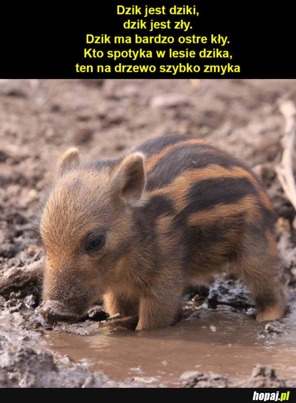 Zły dzik