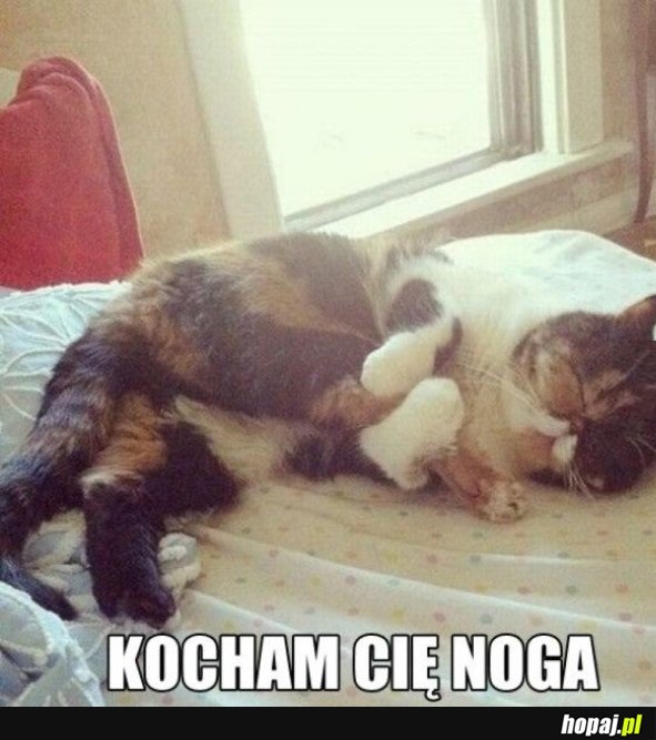 KOCHAM CIĘ NOGO