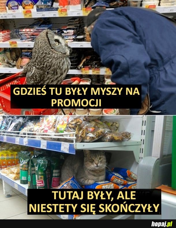 Myszy na promce