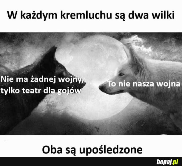 Wilki