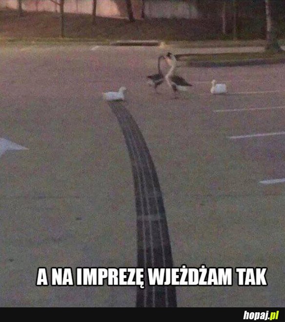 Kaczka