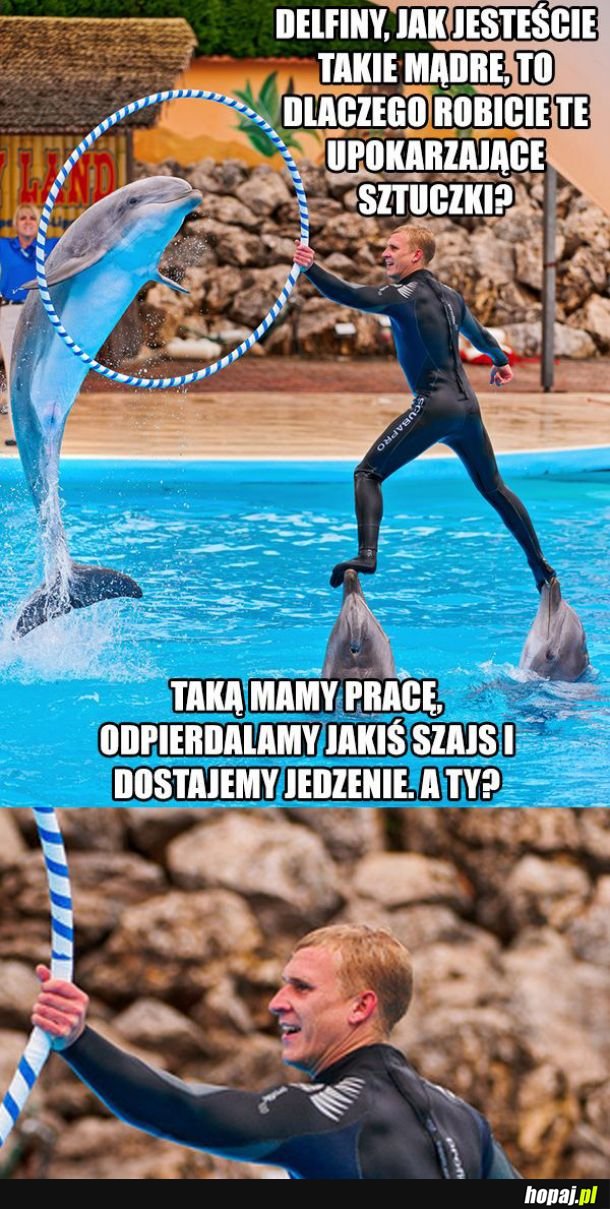 Mądre delfiny