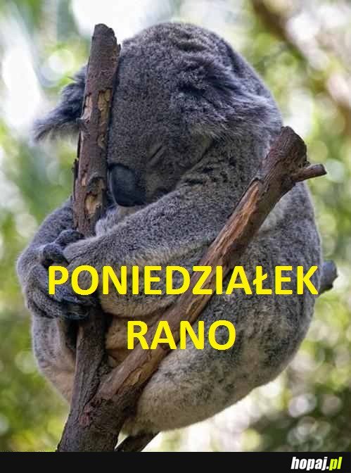 Poniedziałek rano