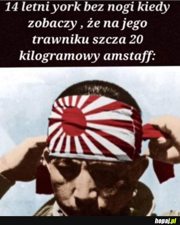 Kwestia honoru