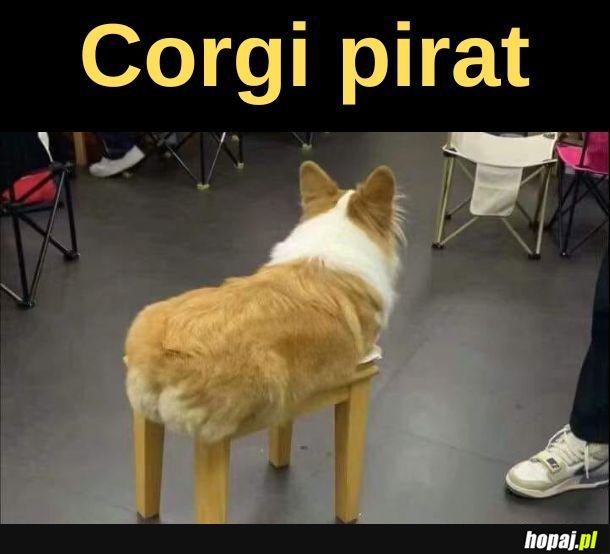 Corgi. 