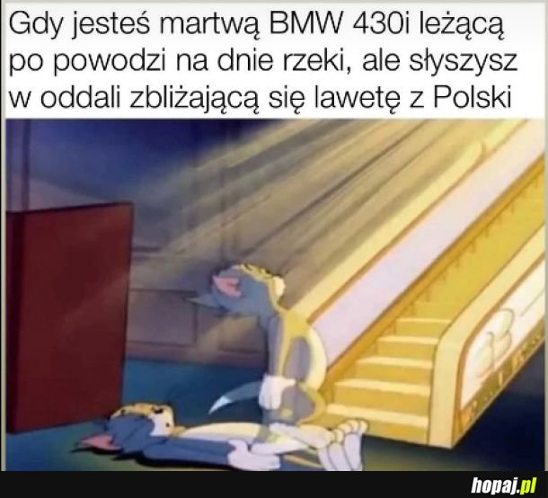 Niedługo przyjedzie nowa dostawa z Belgii i Niemiec