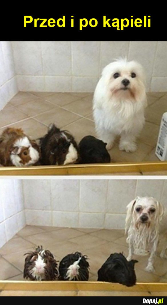 Kąpiel zwierzaków