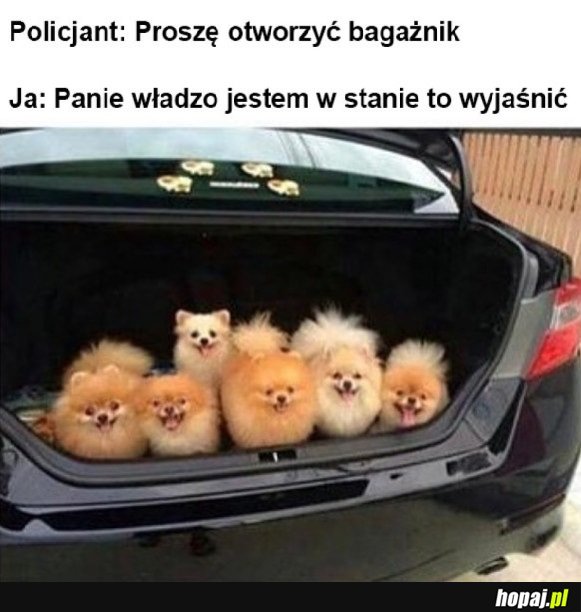POSIADACZE PSÓW ZROZUMIEJĄ