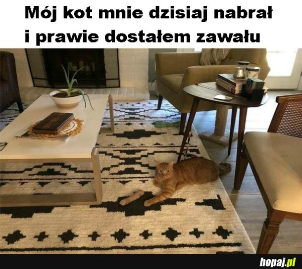 Kitku żartowniś