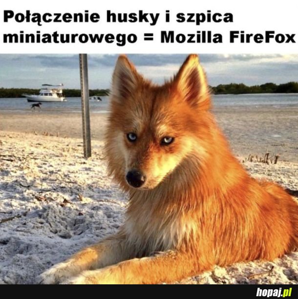 Piękny