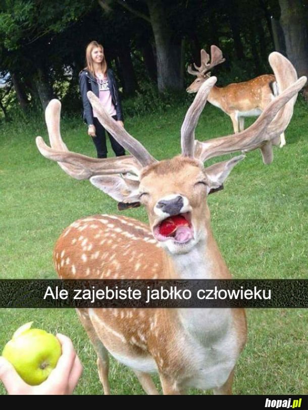 Jabłko