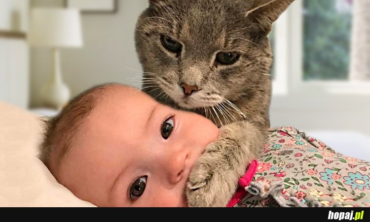 Cats and Babies Playing Together Compilation