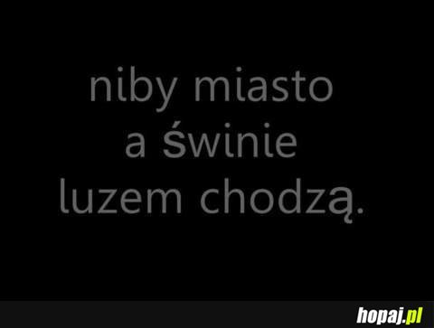 Niby miasto, a świnie luzem chodzą