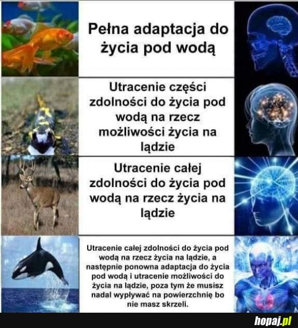 Genialna ewolucja
