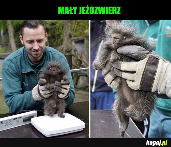 PIĘKNY