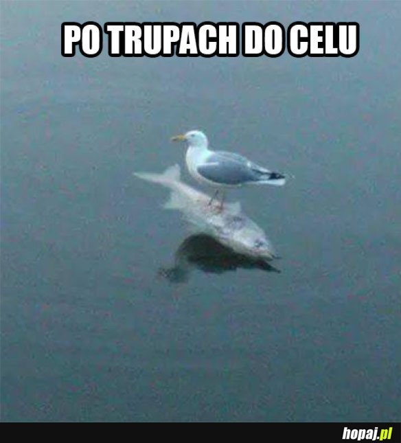 ŻYCIE W KORPO
