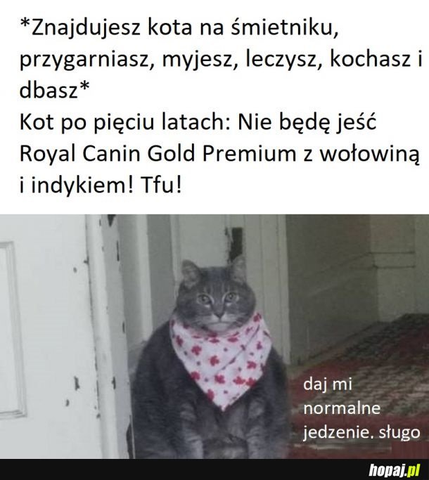 I bądź tu mądry z kotem