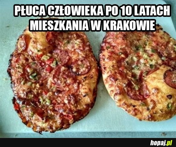 Płuca Krakusa