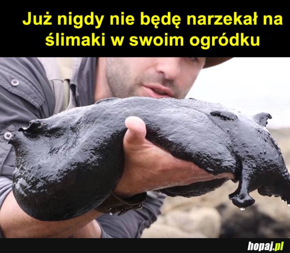 WIELKI ŚLIMAK