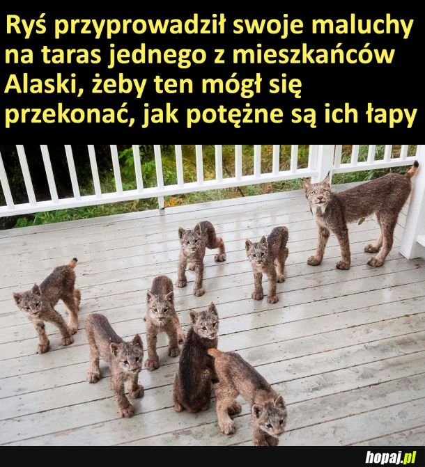 Rysiowe łapki