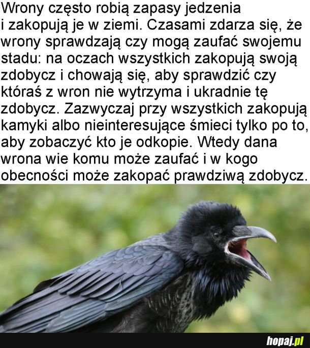 Mądre wrony