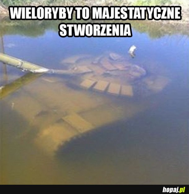 WIELORYBY SĄ MAJESTATYCZNE