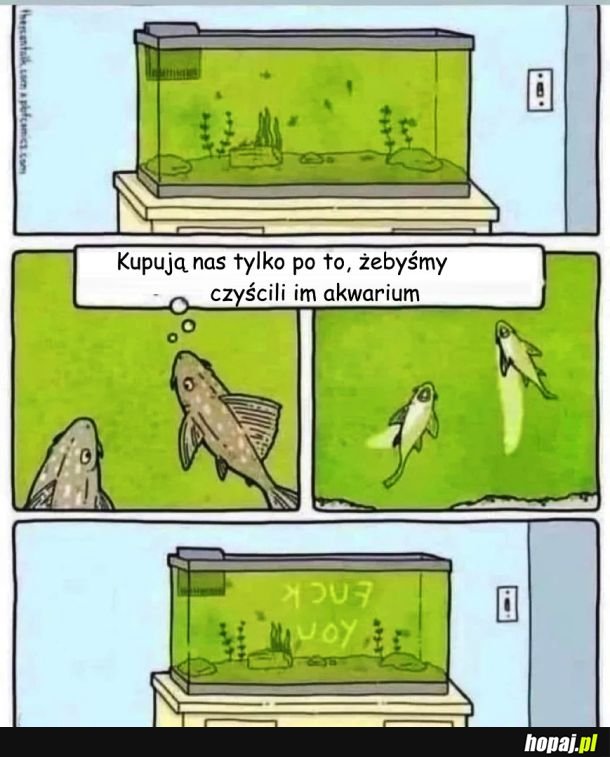 Rybki akwariowe