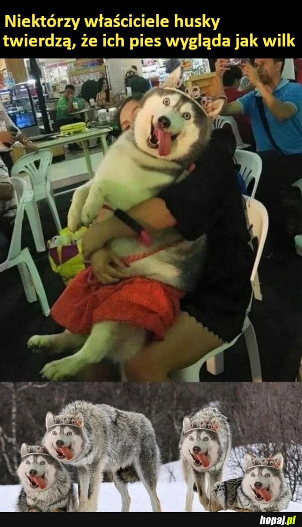 Husky