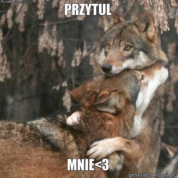 PRZYTUL