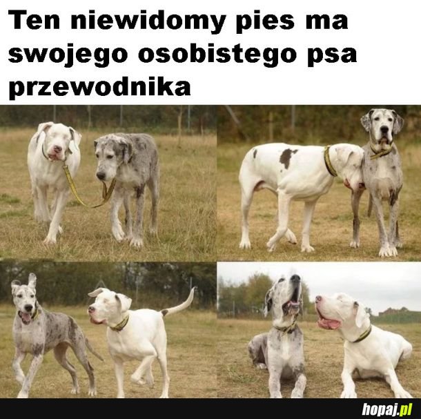 Pies przewodnik dla niewidomego psa