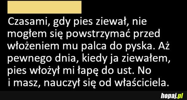 Jaki właściciel taki pies