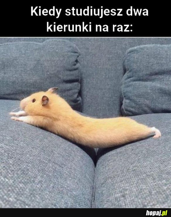 KIEDY STUDIUJESZ DWA KIERUNKI NARAZ