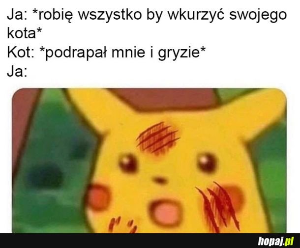 SZOK!