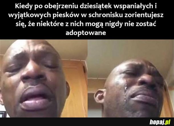 Biedne pieski