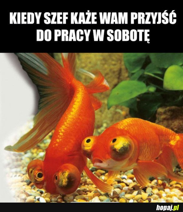 PRACA W SOBOTĘ