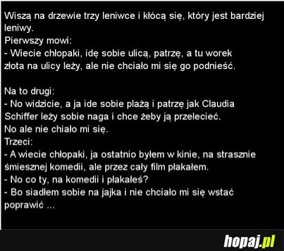 Trzy leniwce na drzewie