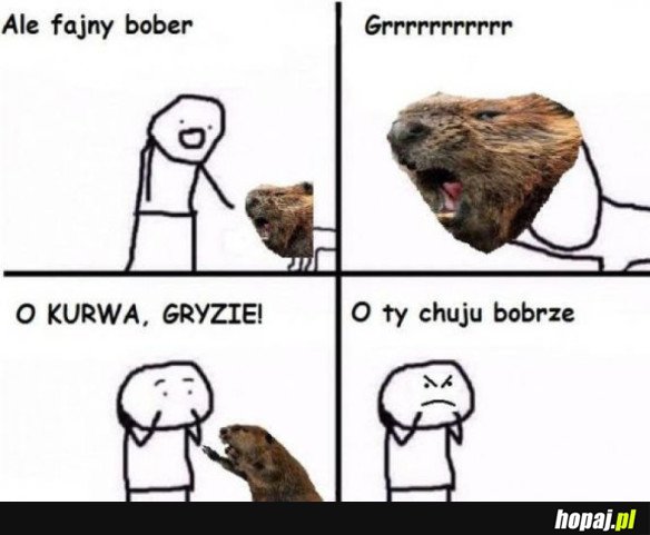 ZŁY BOBER