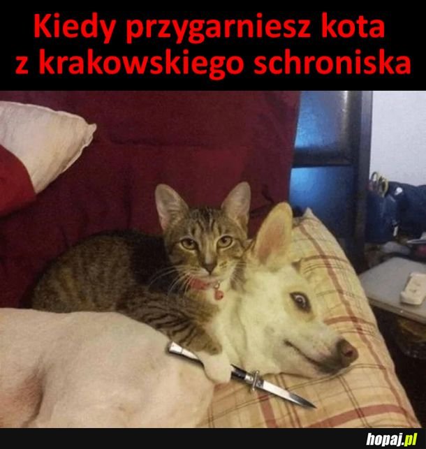  Dawaj whiskas, bo go załatwię