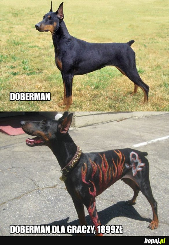 DOBERMAN DLA GRACZY