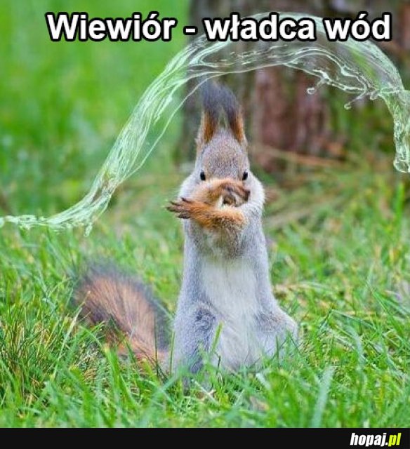 Wiewiór