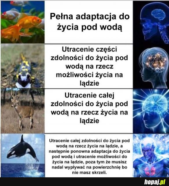 Ewolucja