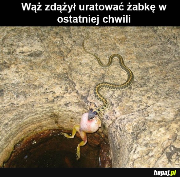 Wzruszająca historia