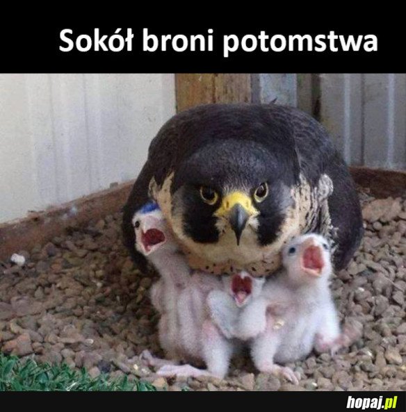 Sokół z dziećmi