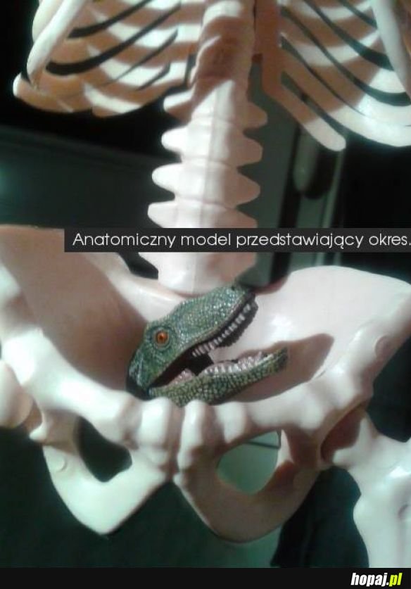 Anatomia