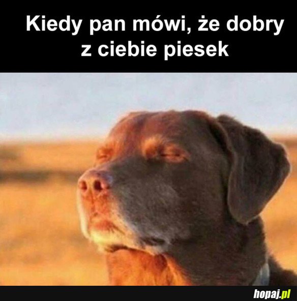 DOBRY PIESEK