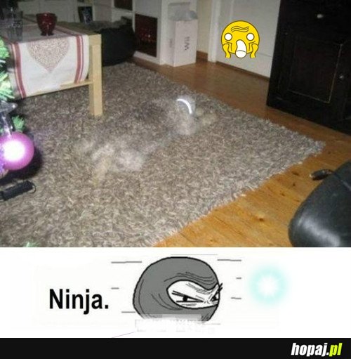 Pies ninja