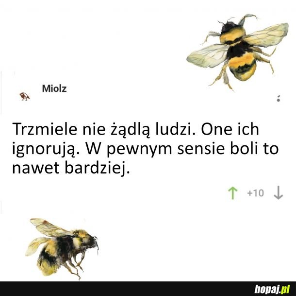 Trzmiele